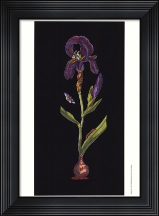 Framed Iris Print
