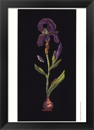 Framed Iris Print
