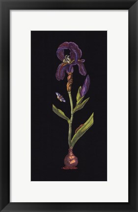 Framed Iris Print