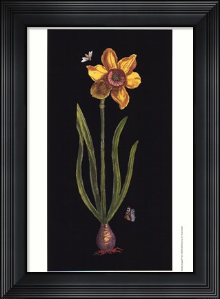 Framed Jonquille Print