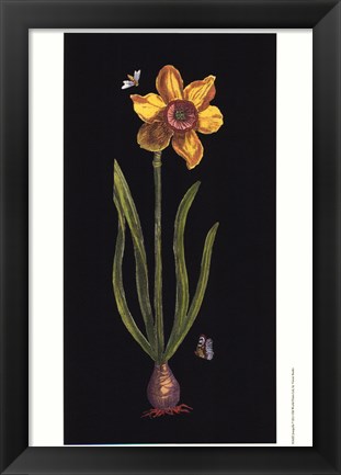 Framed Jonquille Print