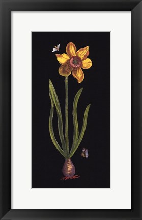 Framed Jonquille Print