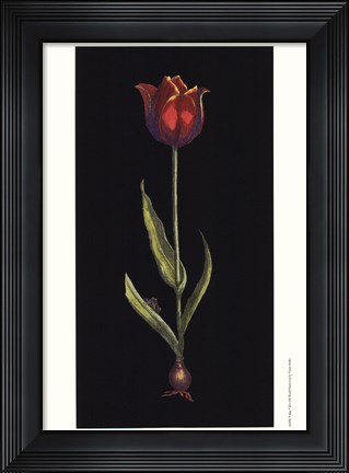 Framed Tulipe Print