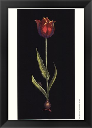 Framed Tulipe Print