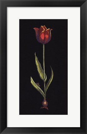 Framed Tulipe Print