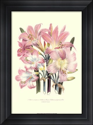 Framed Lily Garden IV Print