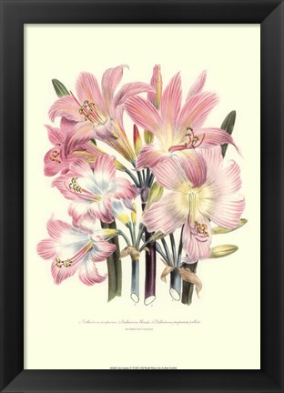 Framed Lily Garden IV Print