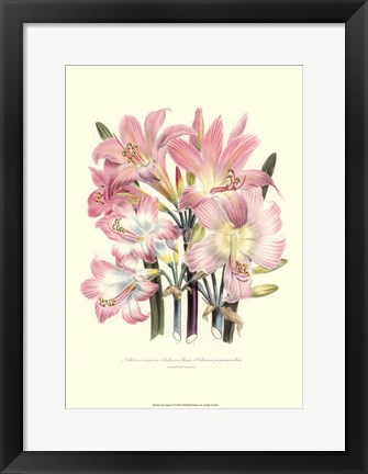 Framed Lily Garden IV Print