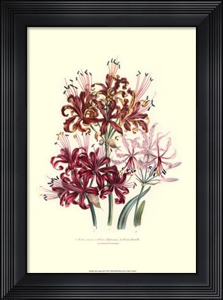 Framed Lily garden III Print