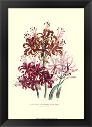 Framed Lily garden III Print