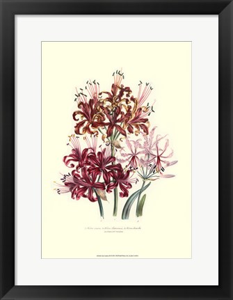 Framed Lily garden III Print