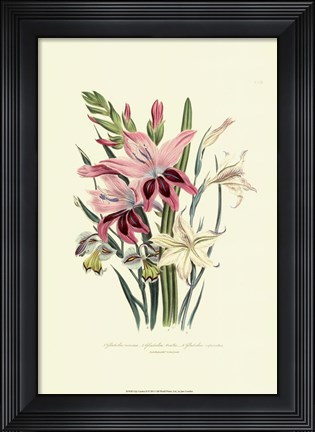 Framed Lily Garden II Print
