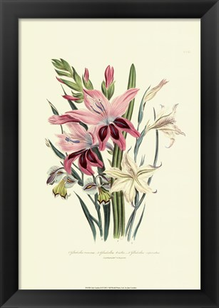 Framed Lily Garden II Print