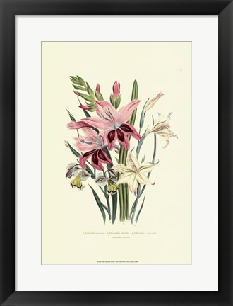 Framed Lily Garden II Print