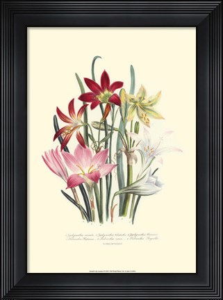 Framed Lily Garden I Print