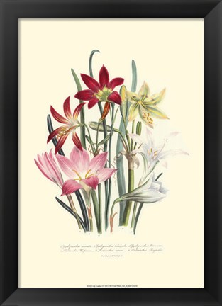 Framed Lily Garden I Print