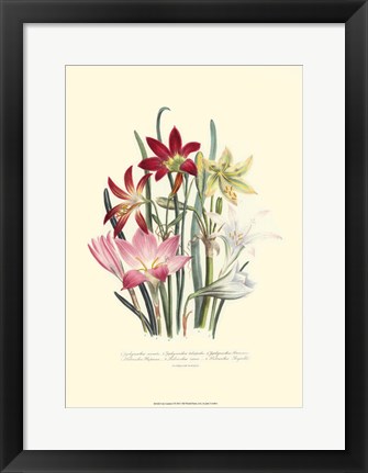 Framed Lily Garden I Print