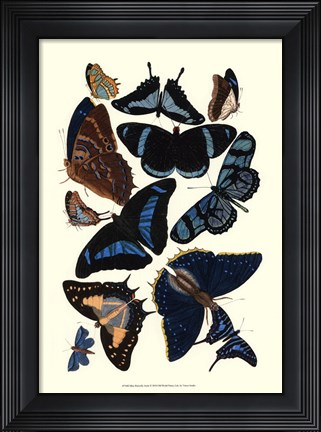 Framed Blue Butterfly Study Print