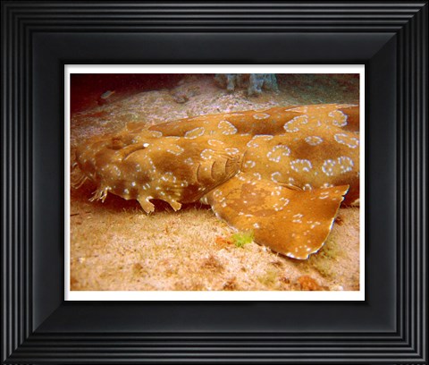 Framed Wobbegong Shark Print