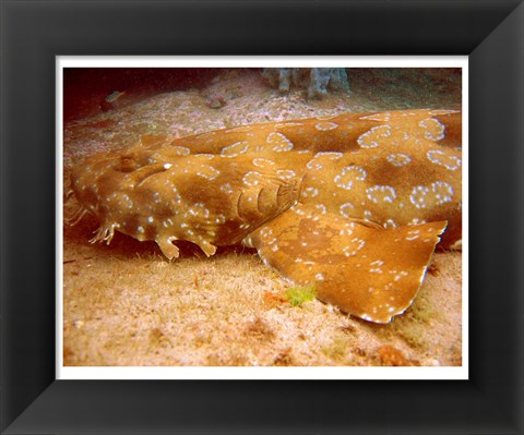 Framed Wobbegong Shark Print