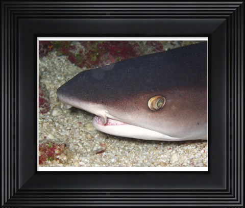 Framed Whitetip Reef Shark Head Print
