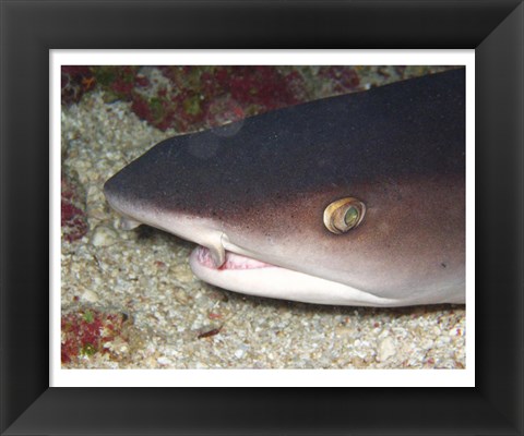 Framed Whitetip Reef Shark Head Print