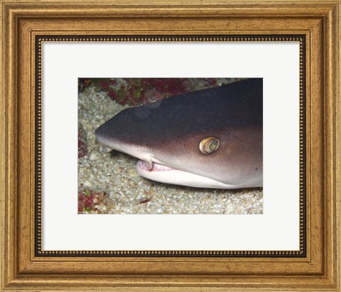 Framed Whitetip Reef Shark Head Print