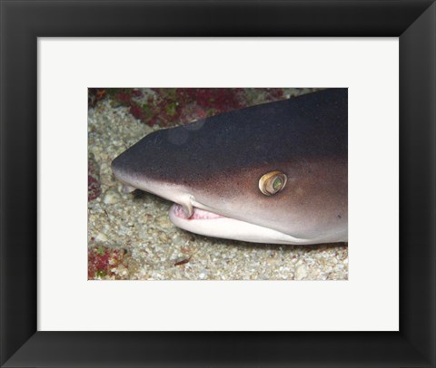 Framed Whitetip Reef Shark Head Print
