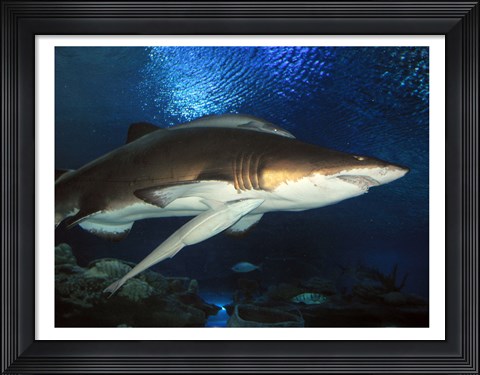 Framed Inside Aquarium Tunnel Viewing Sharks Print