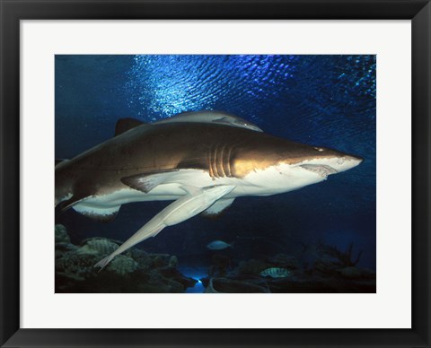 Framed Inside Aquarium Tunnel Viewing Sharks Print