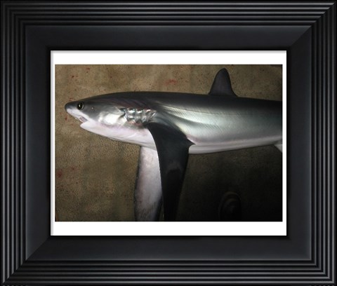 Framed Thresher Shark Print