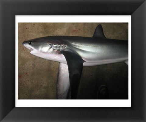 Framed Thresher Shark Print