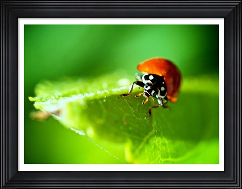 Framed Anderson Mancini Ladybug Print