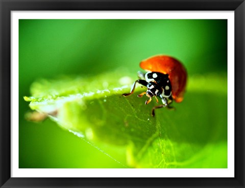 Framed Anderson Mancini Ladybug Print