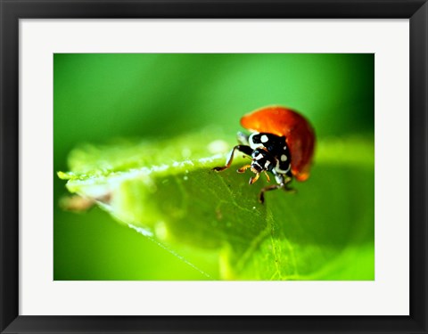 Framed Anderson Mancini Ladybug Print