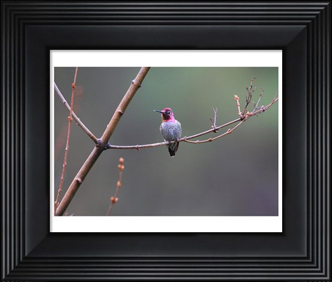 Framed Anna&#39;s Hummingbird Print