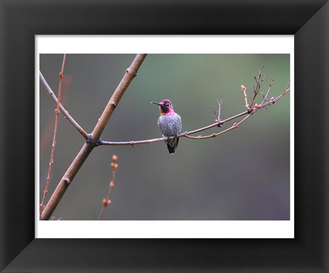 Framed Anna&#39;s Hummingbird Print