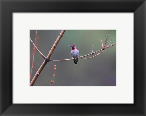 Framed Anna&#39;s Hummingbird Print