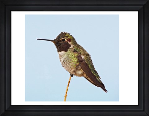 Framed Anna&#39;s Hummingbird Print