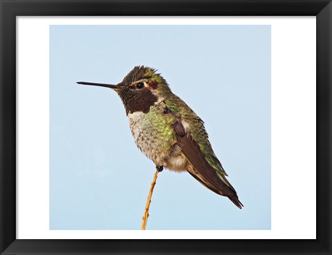 Framed Anna&#39;s Hummingbird Print