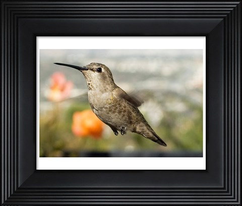 Framed Anna&#39;s Hummingbird Hen Print
