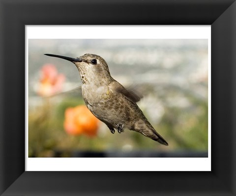 Framed Anna&#39;s Hummingbird Hen Print