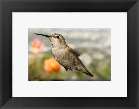 Framed Anna&#39;s Hummingbird Hen Print