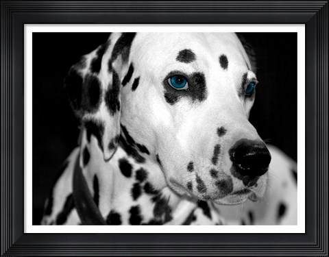 Framed Old Blue Eyes Print