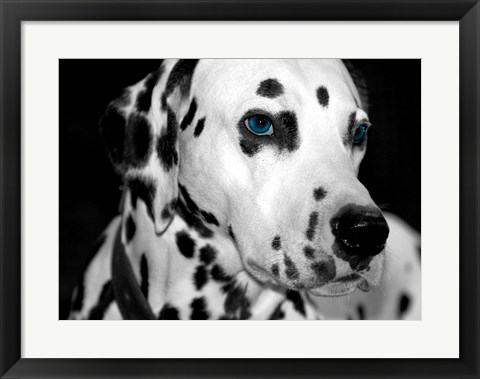 Framed Old Blue Eyes Print