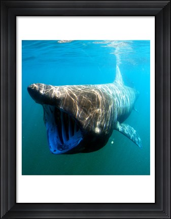 Framed Basking Shark Print