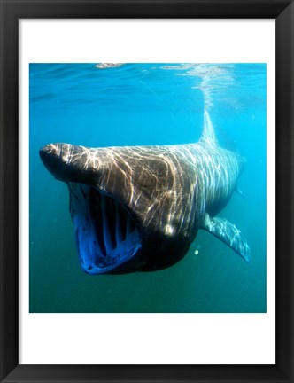 Framed Basking Shark Print