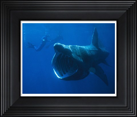 Framed Basking Shark Print