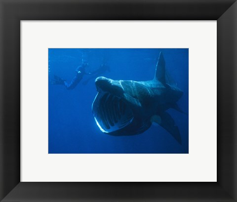 Framed Basking Shark Print