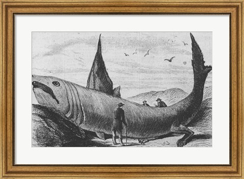 Framed Basking Shark Harper&#39;s Weekly October 24, 1868 Print